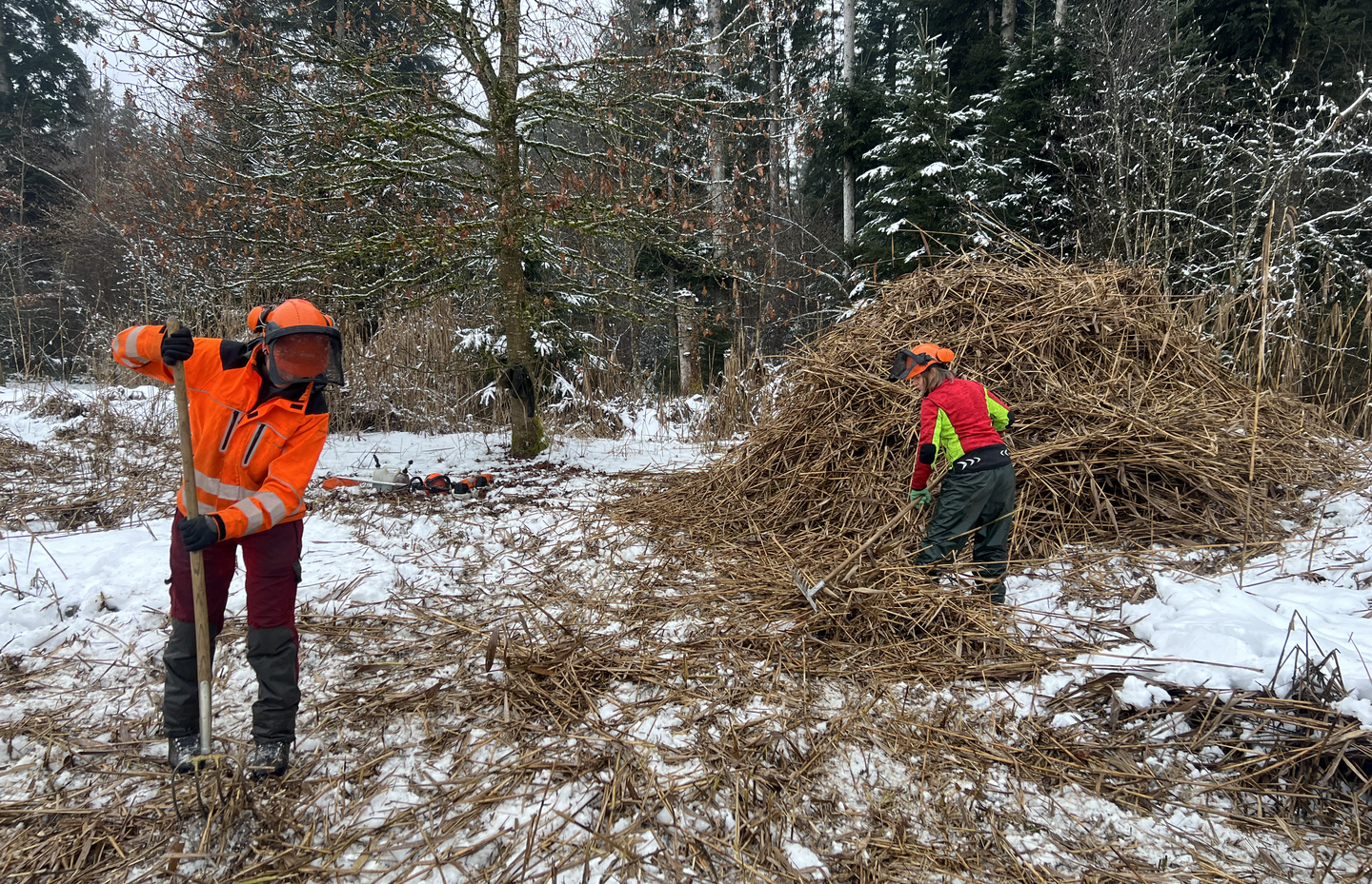 Schilfmahd im Vogelmoos