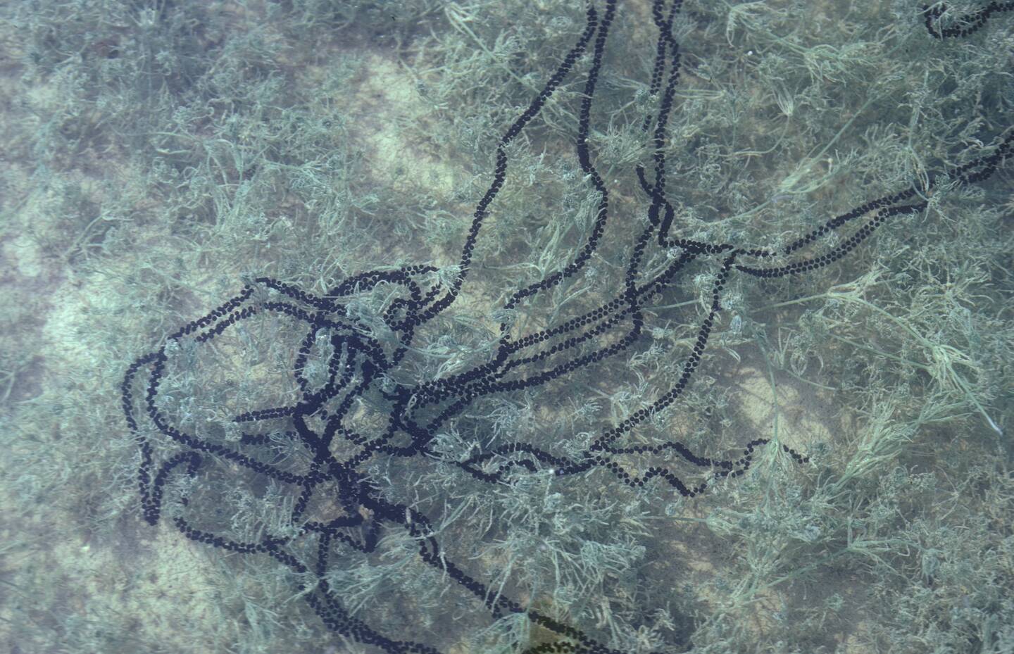 Laichschnur einer Kreuzkröte