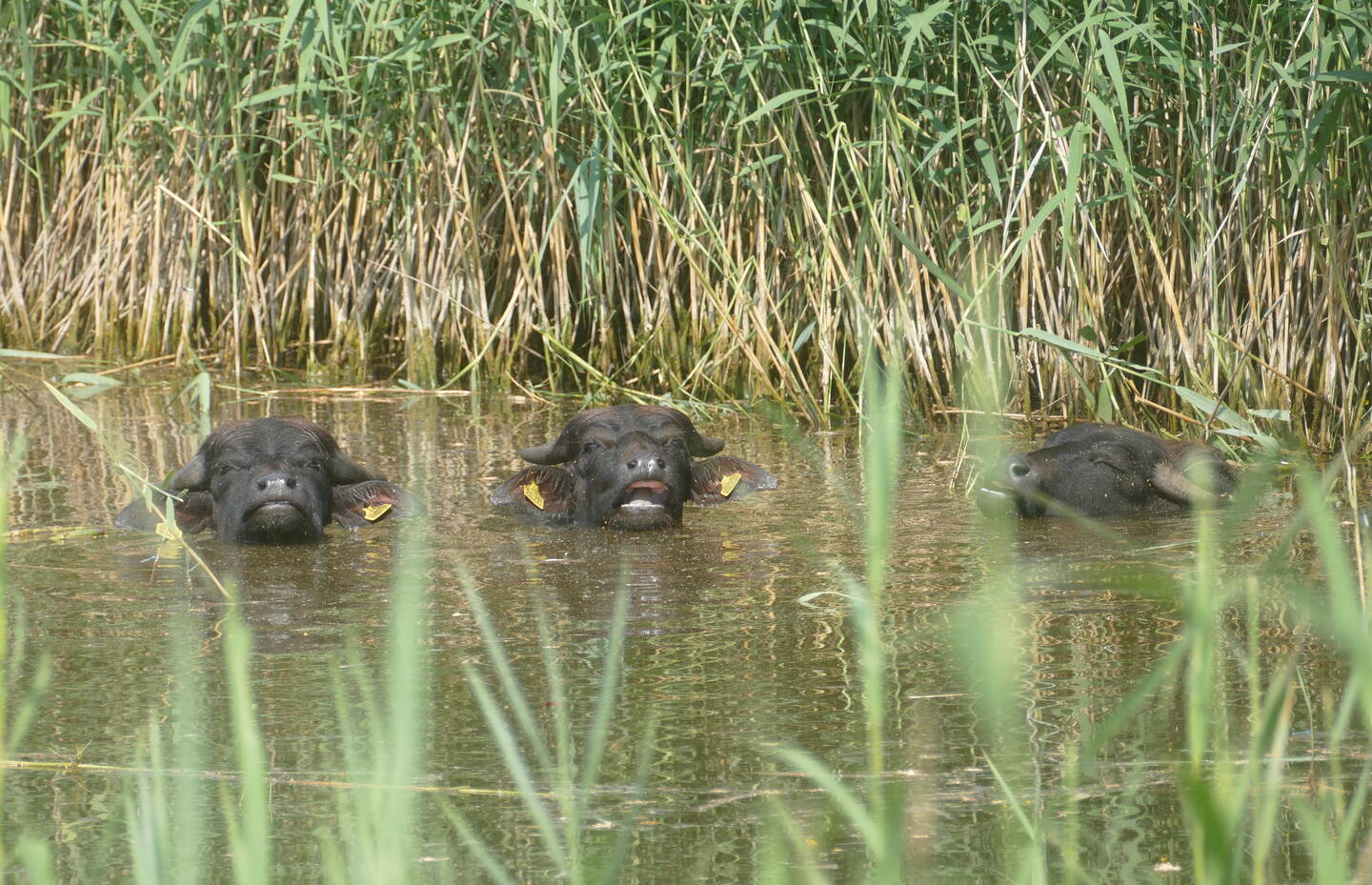 Wasserbüffel machen ihrem Namen alle Ehre. Foto: René Hardegger