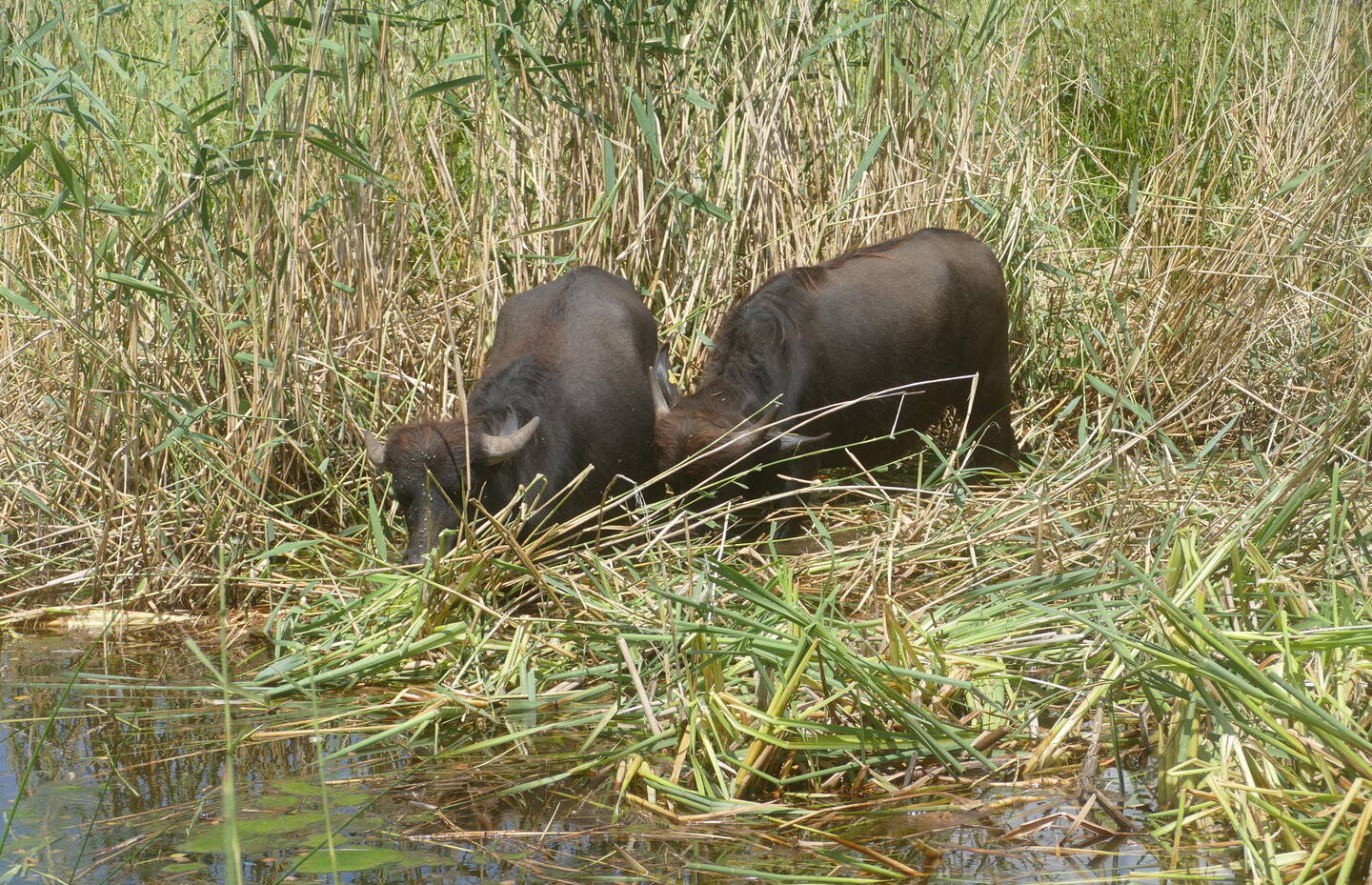 Wasserbüffel fressen auch zähes Pflanzenmaterial wie Schilf. Foto: René Hardegger