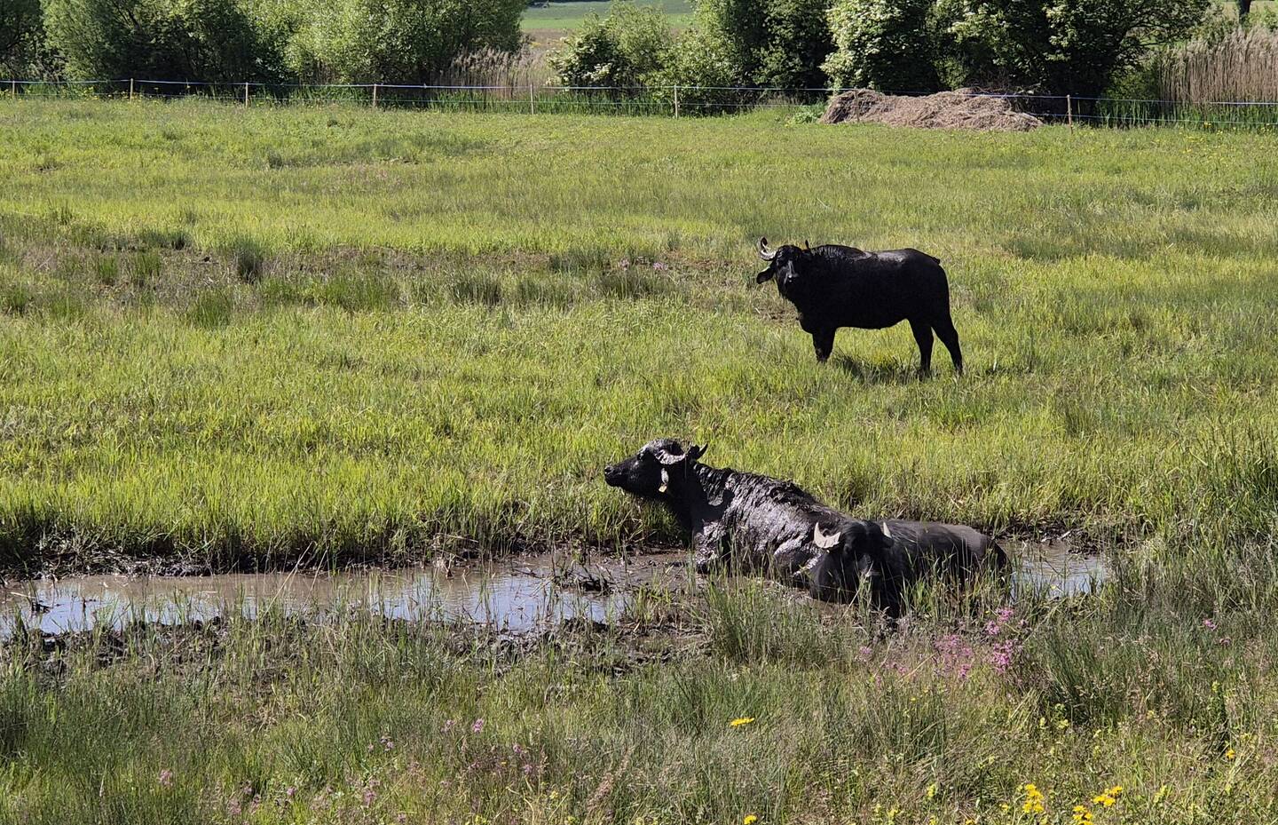 Wasserbüffel suhlen gerne in sumpfigem Boden. Foto: Peter Knaus