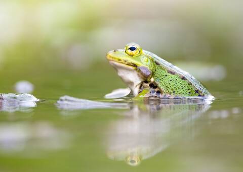 Wasserfrosch. Foto: Roman Bühler