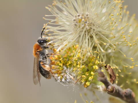 Rotfransige Sandbiene - Weibchen. Foto: Aiwok-Wikimedia Commons