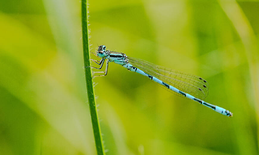 Helmazurjungfer - Foto: Samuel Ehrenbold