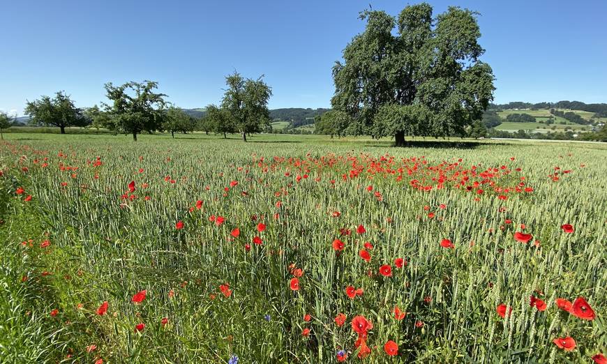 Getreidefeld mit Mohn. - Foto: Roger Hodel