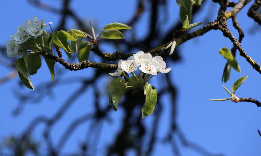 Birnbaumblüten - Foto: Roger Hodel