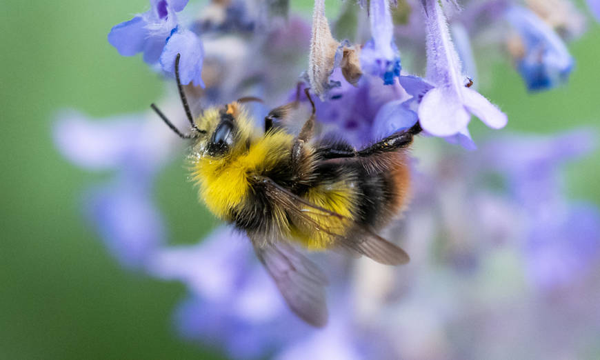 Hummeln sind auch Wildbienen - Foto: Sandra Schweizer / wildenachbarn.ch