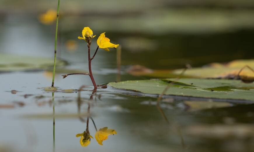 Südlicher Wasserschlauch. Foto: Samuel Ehrenbold