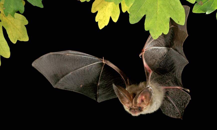 Plecotus auritus. Foto: Marko König/swild