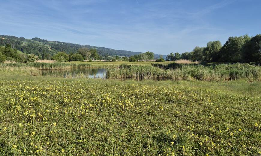 Ronfeld im Mai. Foto: Peter Knaus