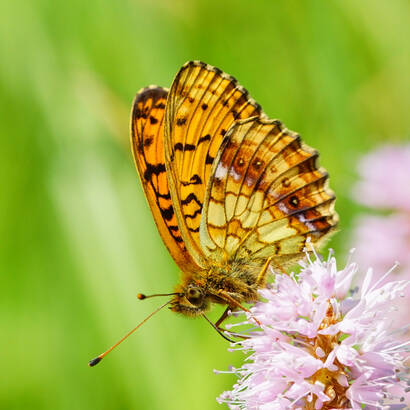 Violetter Silberfalter