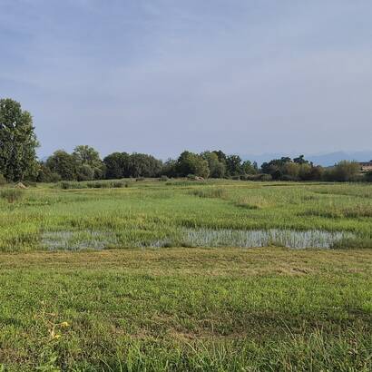 Blick ins Ronfeld